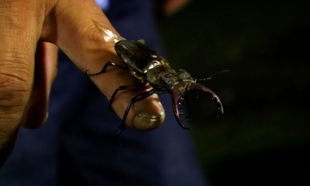 Beetle Queen Conquers Tokyo