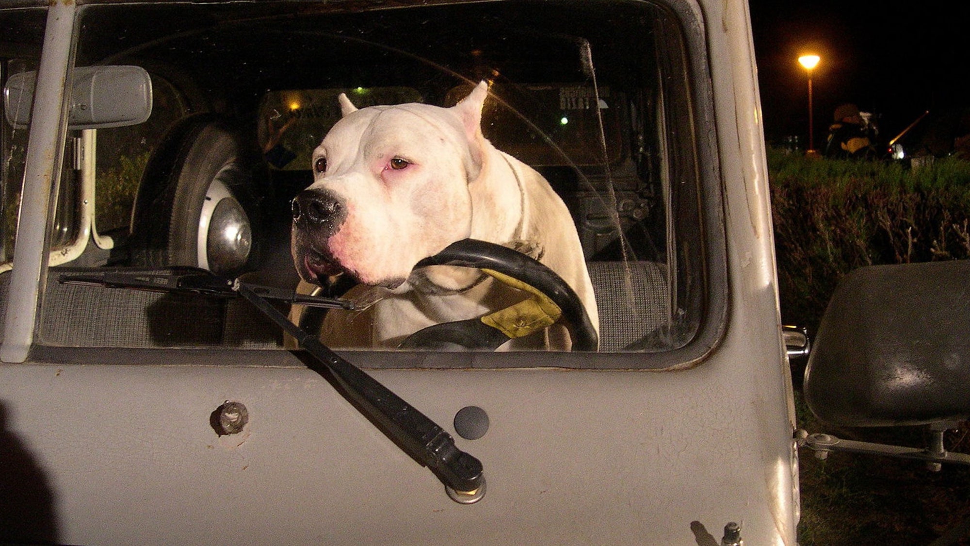 Bombón: El Perro