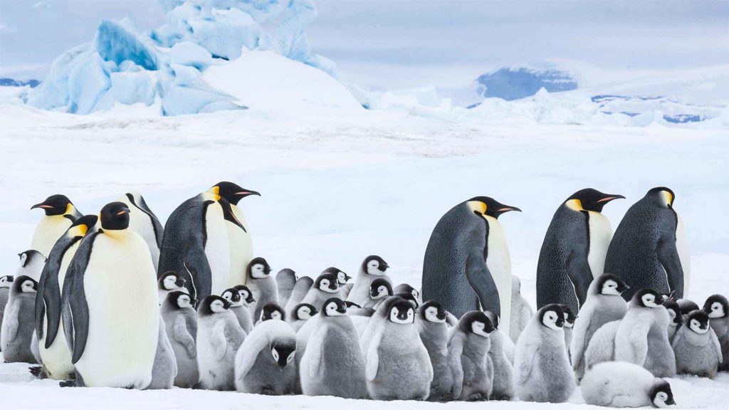 March of the Penguins