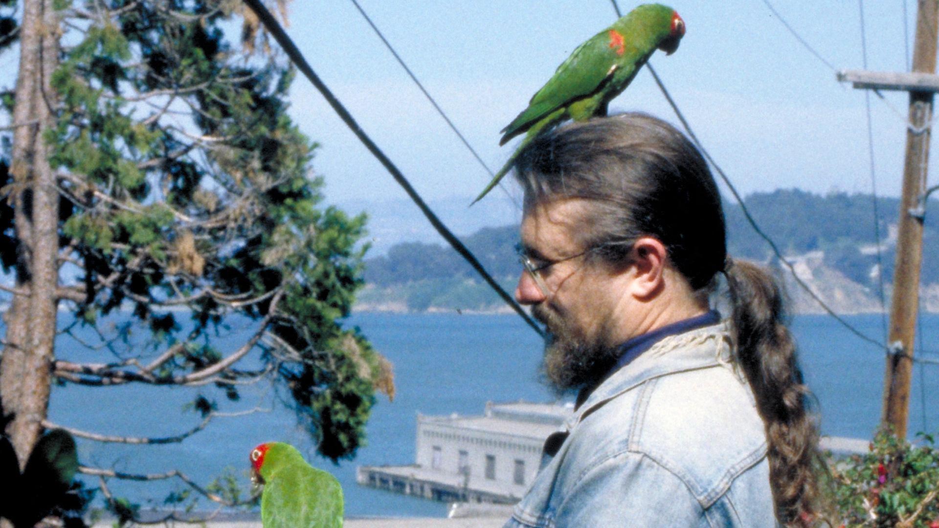 The Wild Parrots of Telegraph Hill