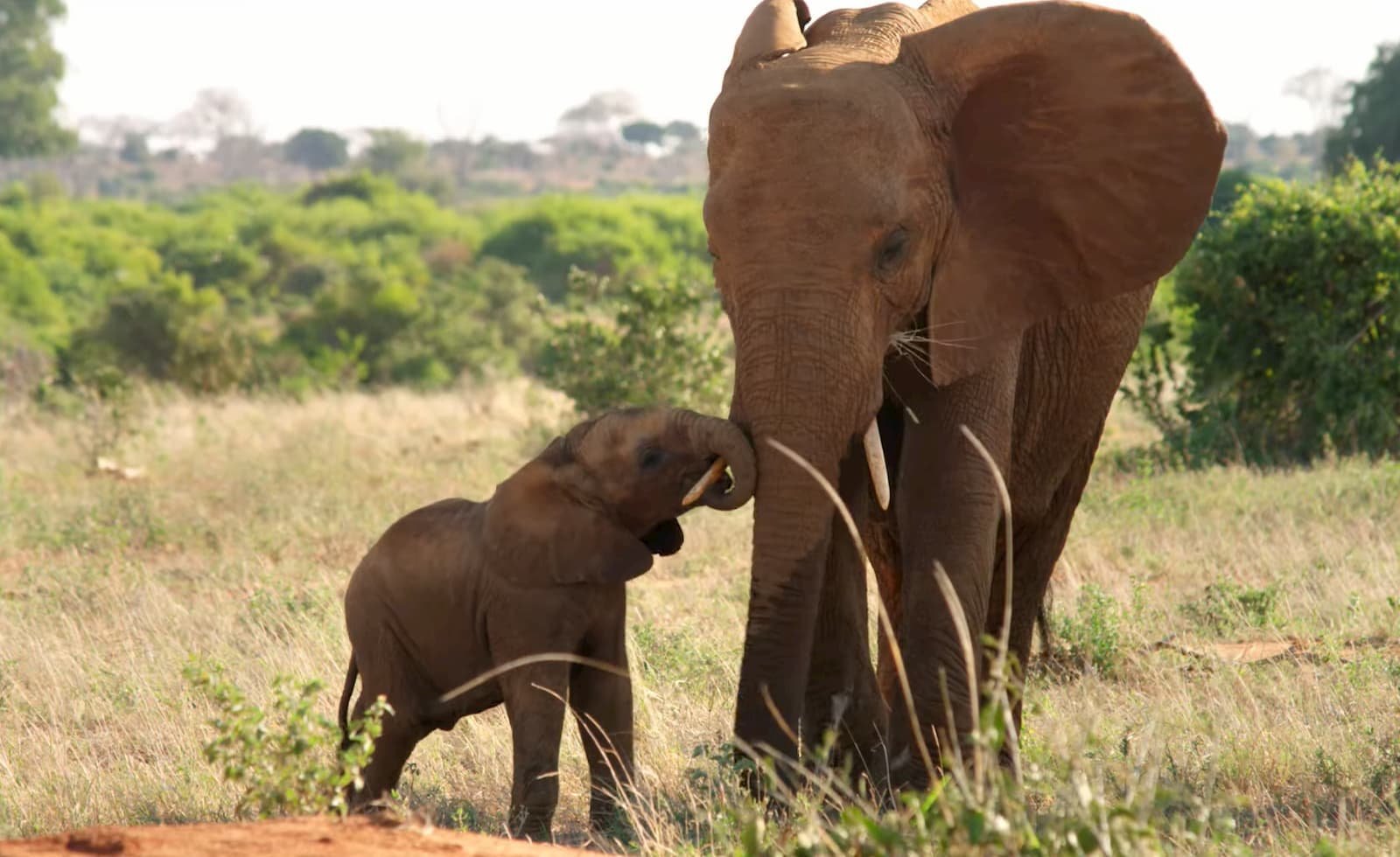 The Elephant Queen