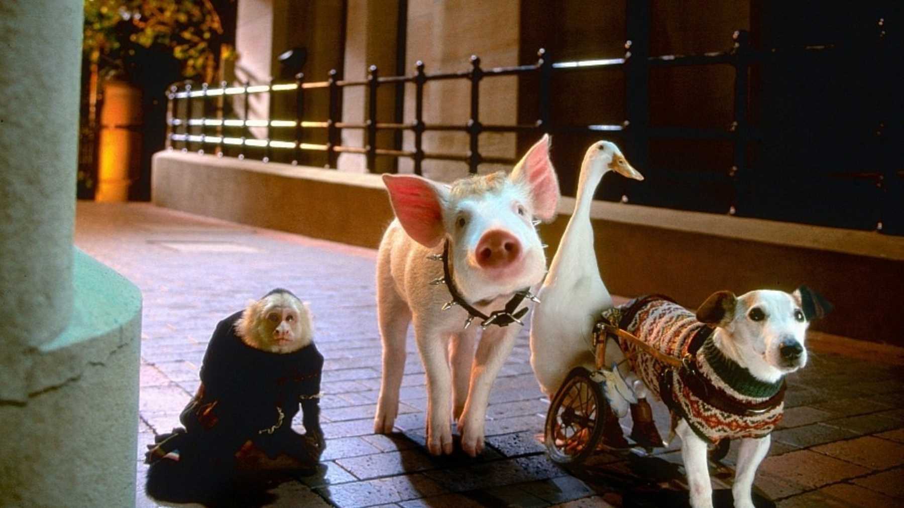 Babe: Pig in the City