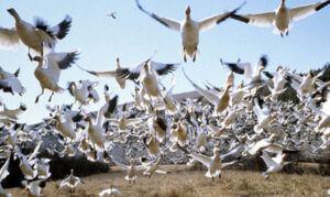 Winged Migration