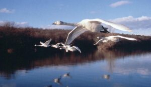Winged Migration