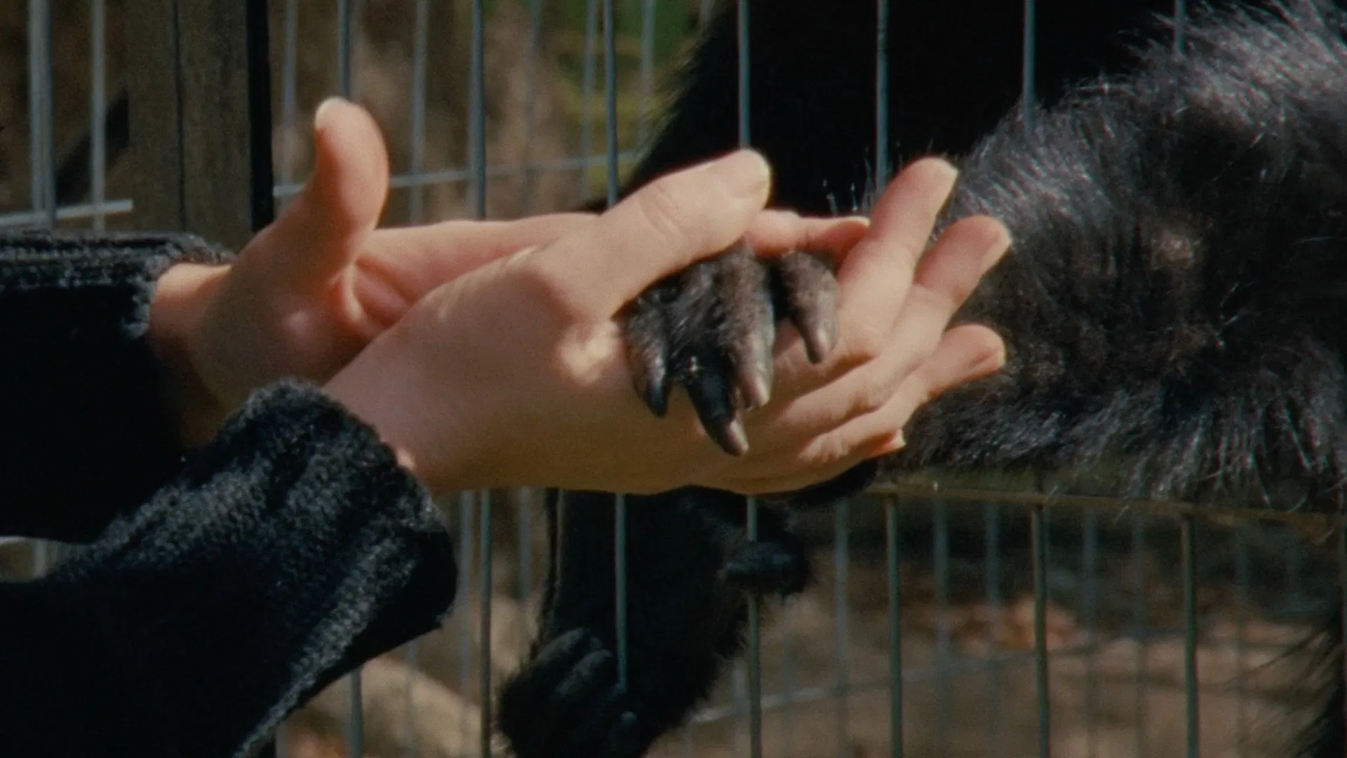 collective monologue