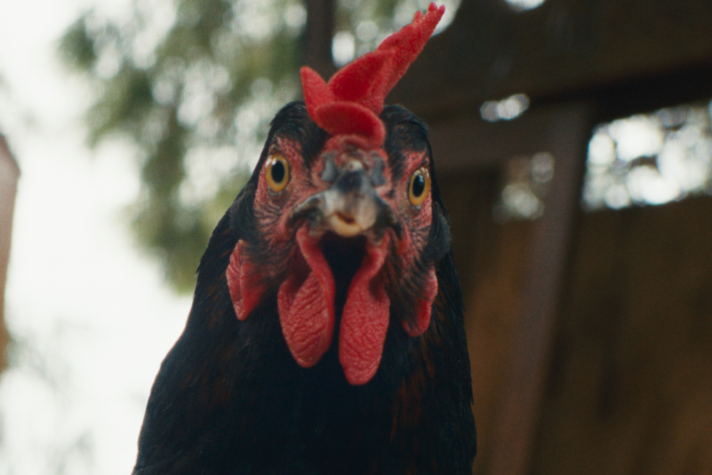 Hen