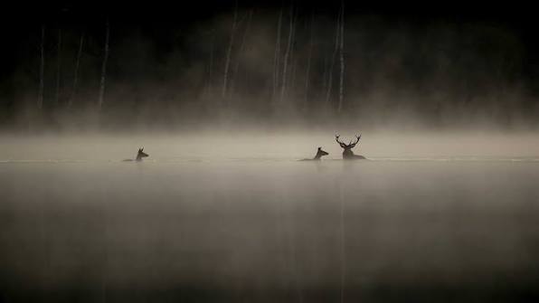Whispers in the Woods